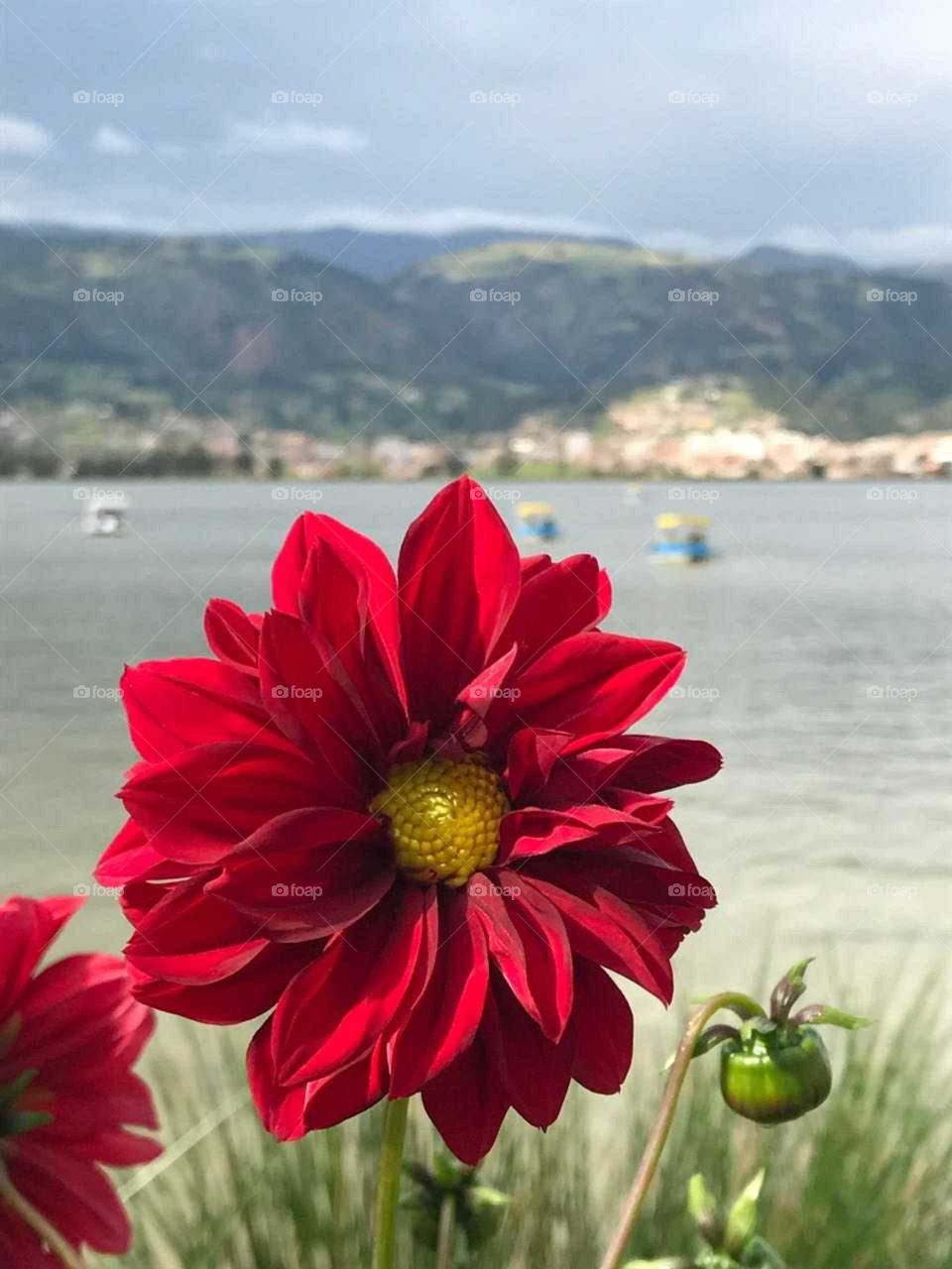 flower  red in the lagoon.