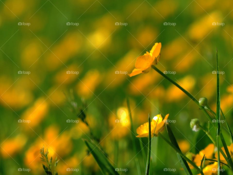 Buttercups. A whole hillside of yellow and green