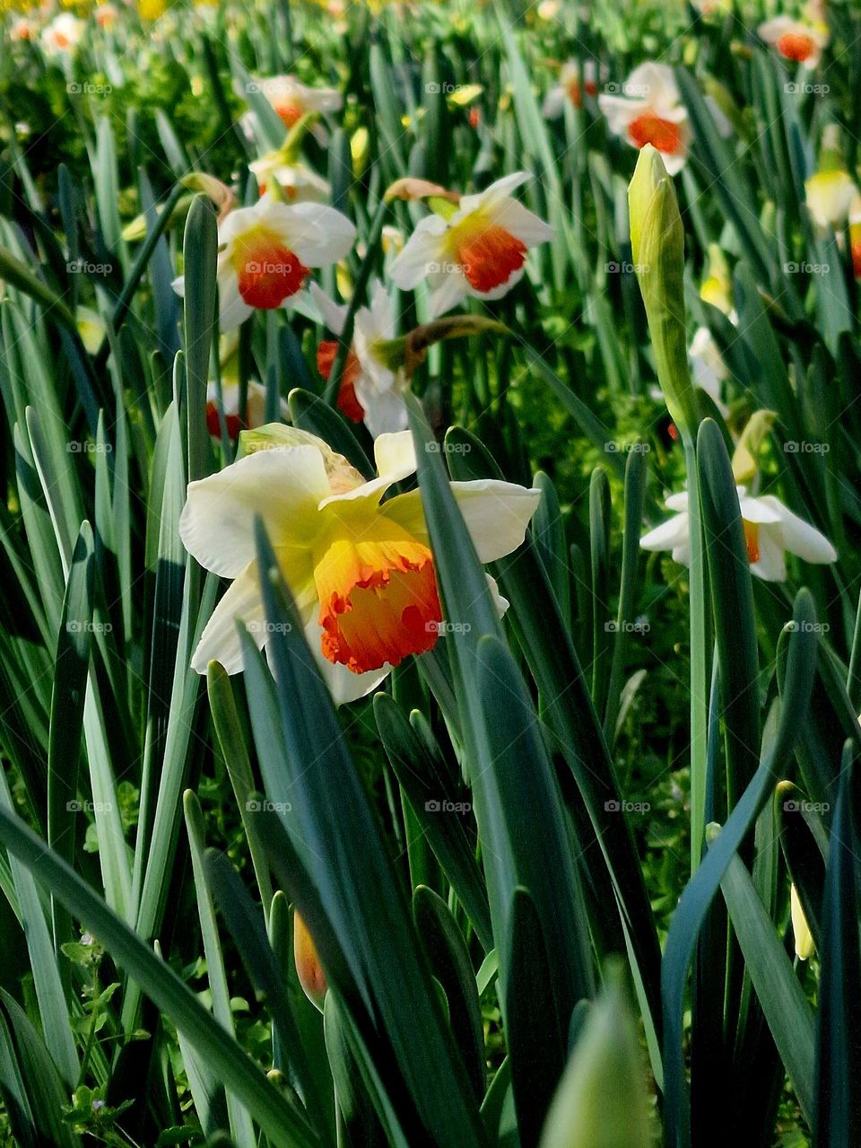 spring flower