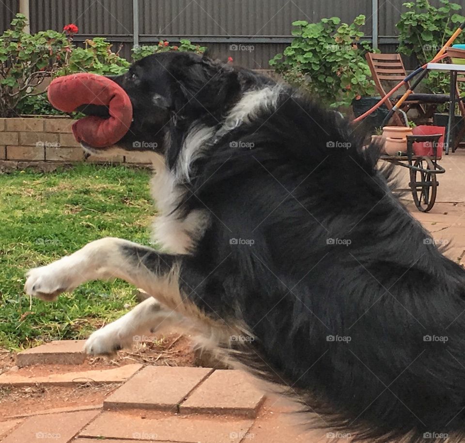 Sheepdog catch airborne frisbee toy