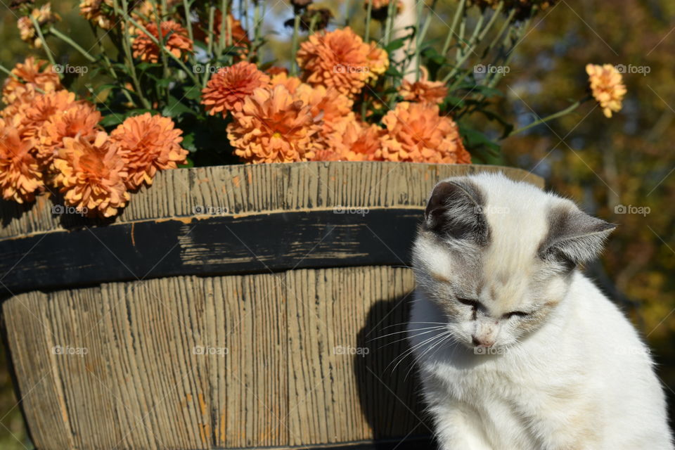 kitten by a pot of flowers