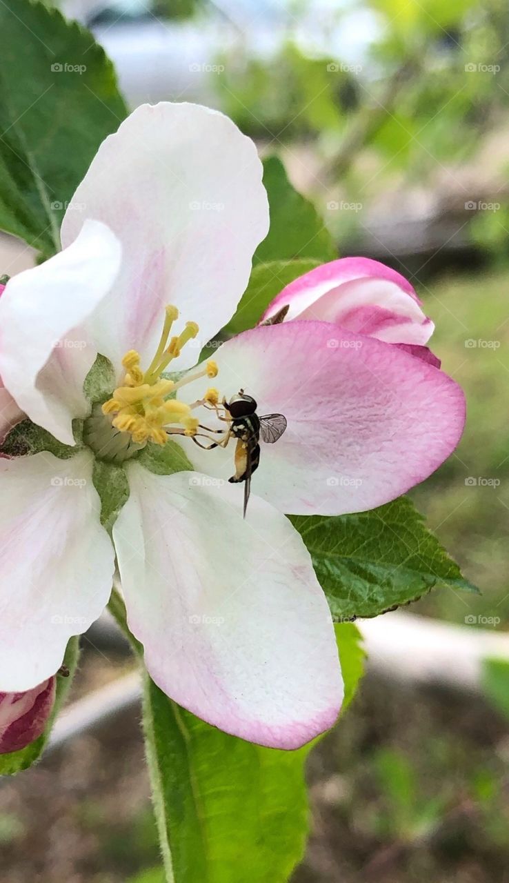 Small insect on an apple blossom 