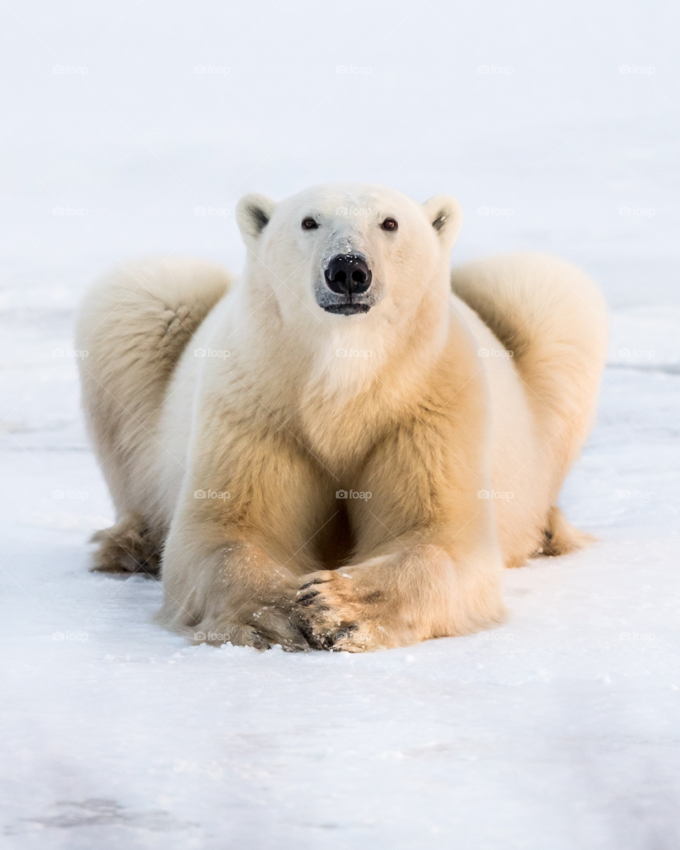 Polar bear waiting for breakfast 😁🌝🐻