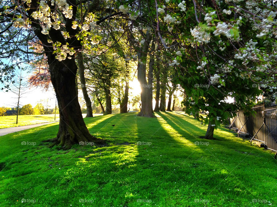 Blossom trees in park
