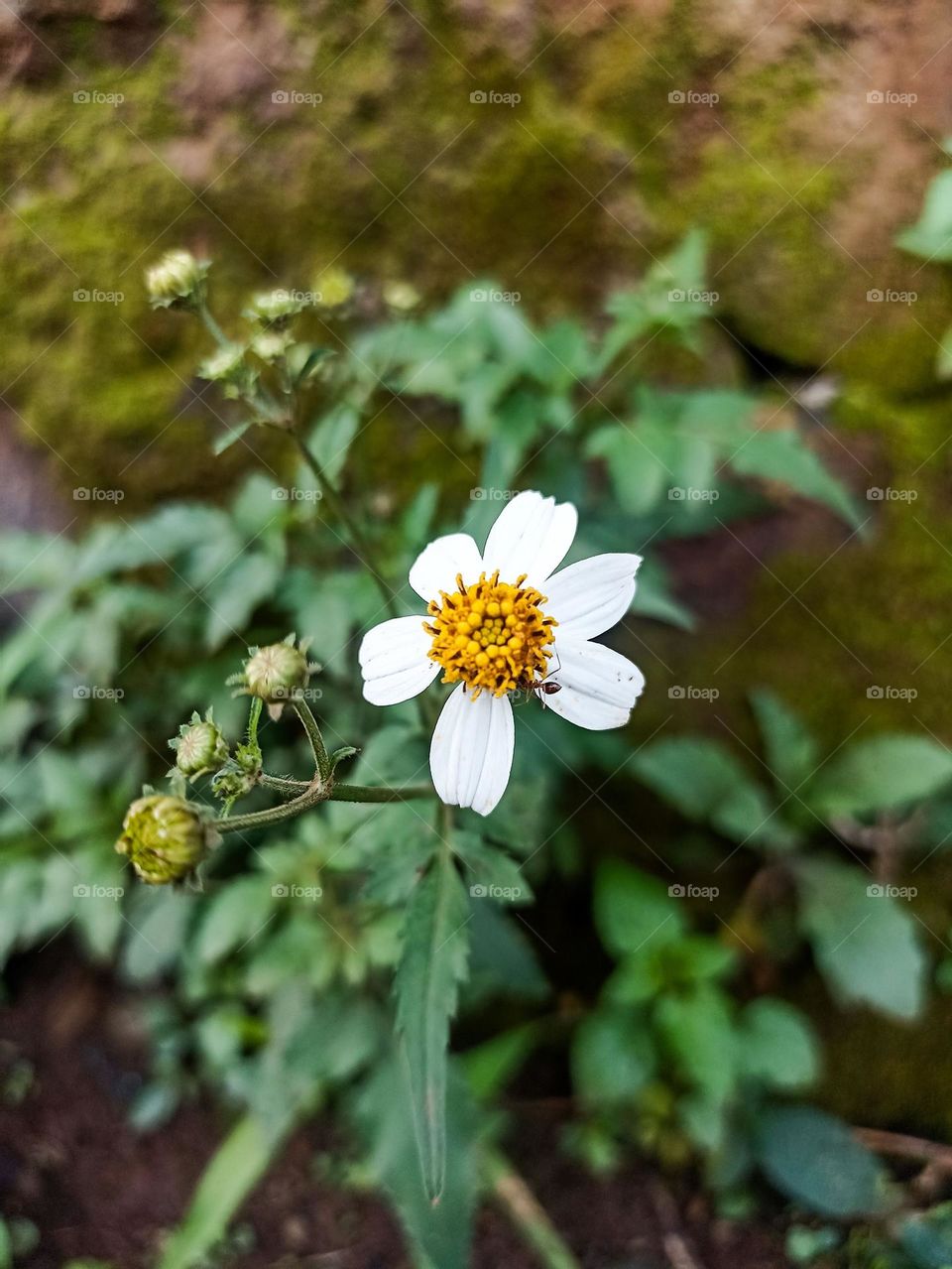 Close-up view of white flowers with yellow core growing among green foliage and mossy background