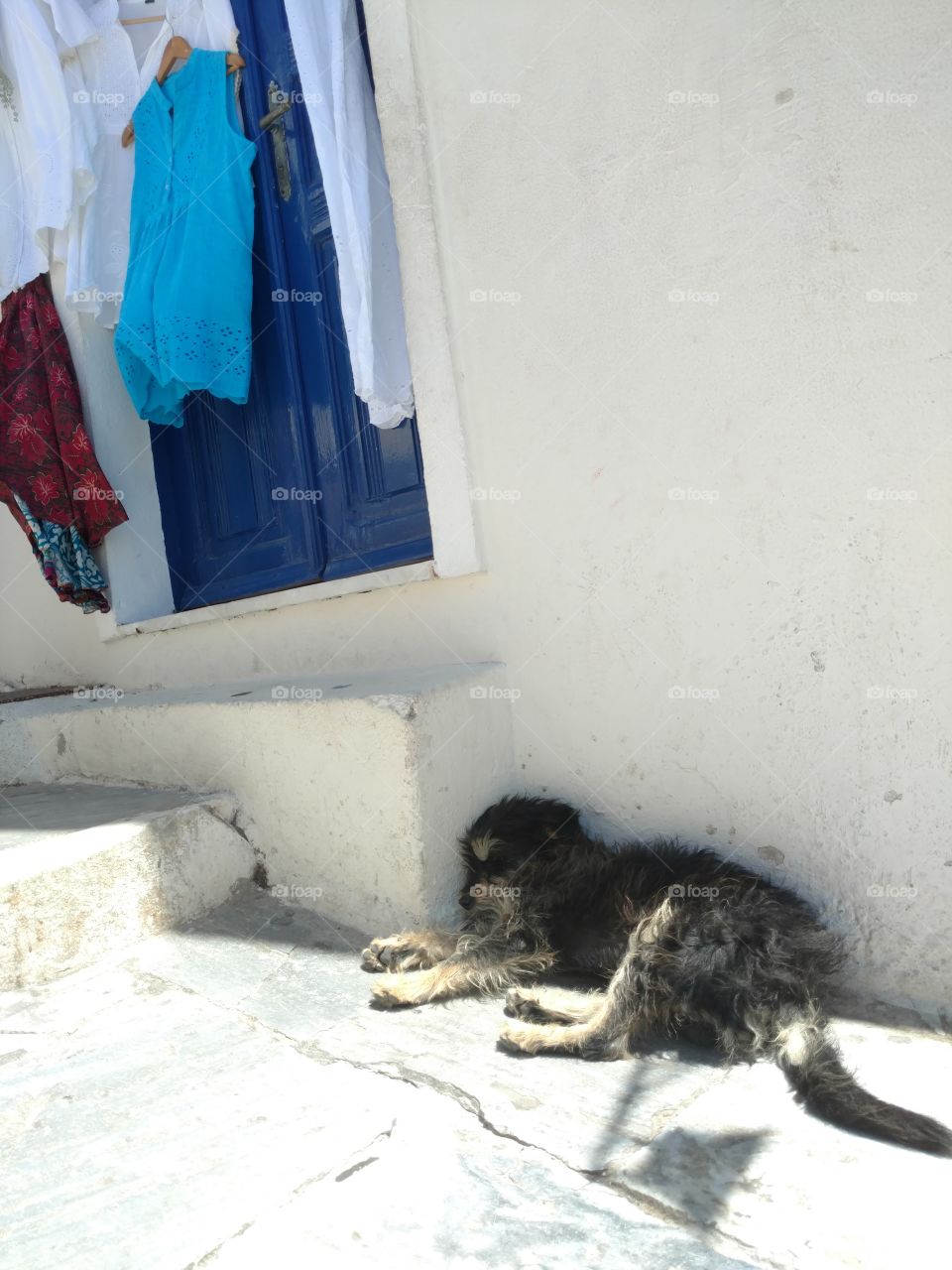 Greek Stray Dog