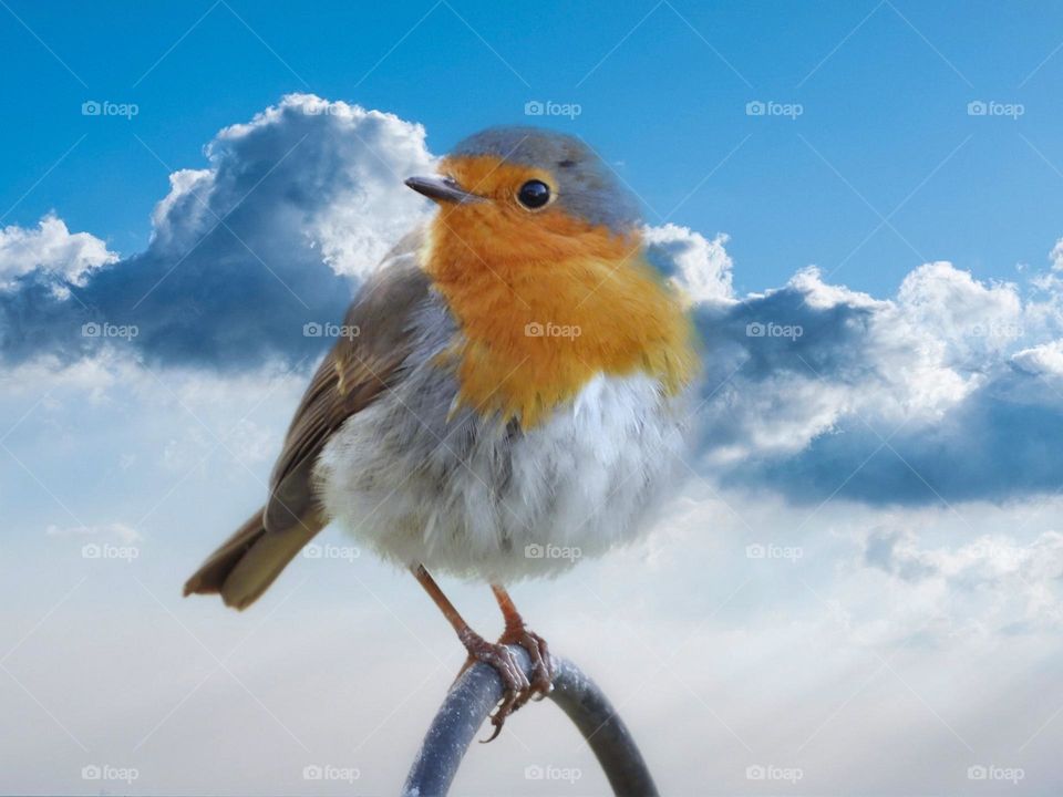 Beautiful and colourful bird