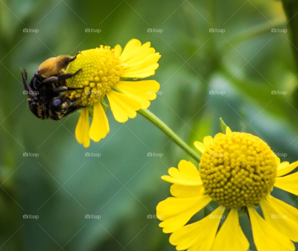 Bee pollinating yell flowers