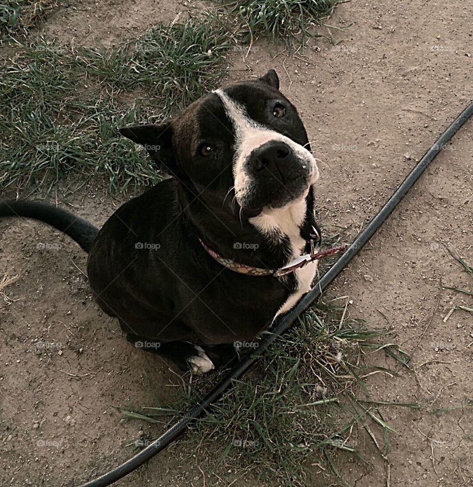 Sissy listening to her Mom. Best behaved and most loving dog