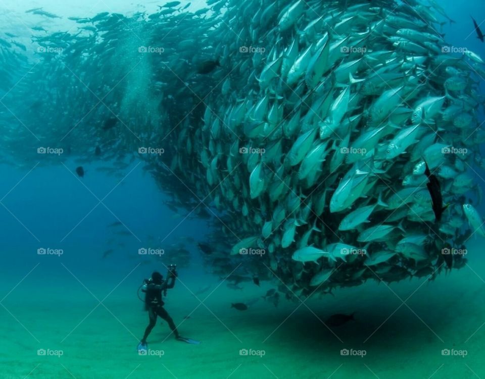Underwater, Fish, Water, Ocean, Sea