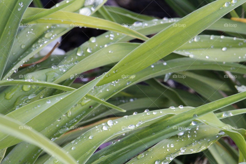 water drops leaves