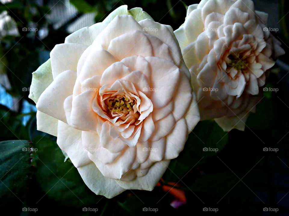 beautiful rose images home gardening make garden beautiful and frequently so well. It has a large light & nice buds that open to a beautiful deep, velvety petaled bloom. The flower has a thick, thorn less stem with dark green leaves.