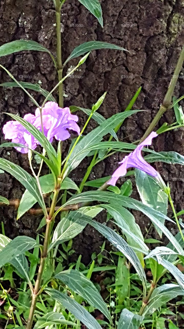 Flora, Nature, Leaf, Flower, No Person