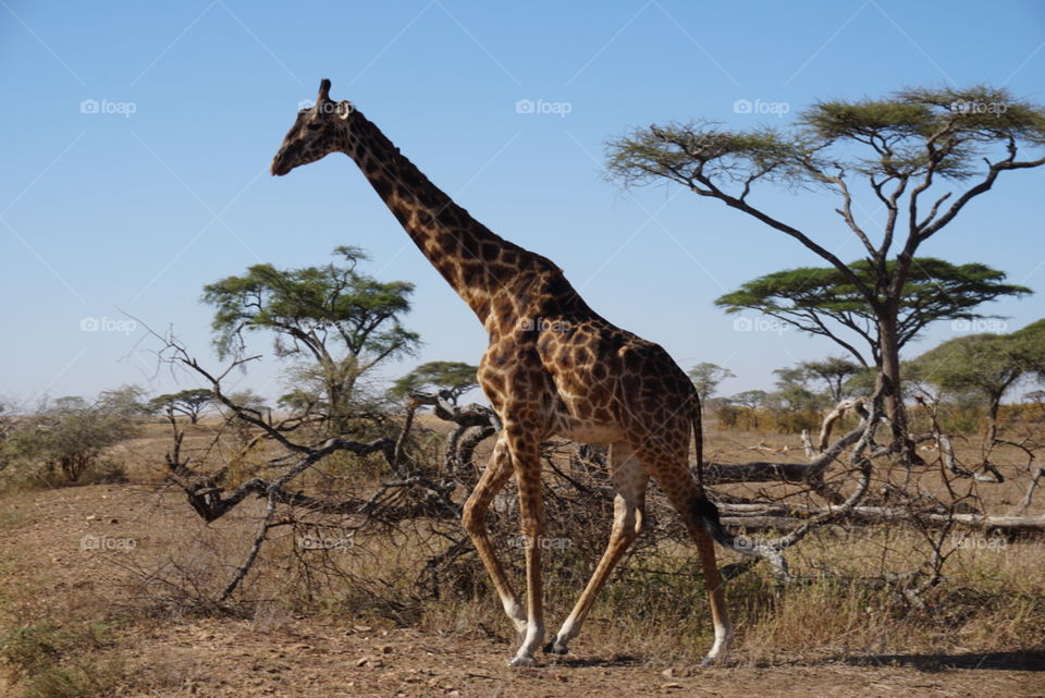 Giraffe 