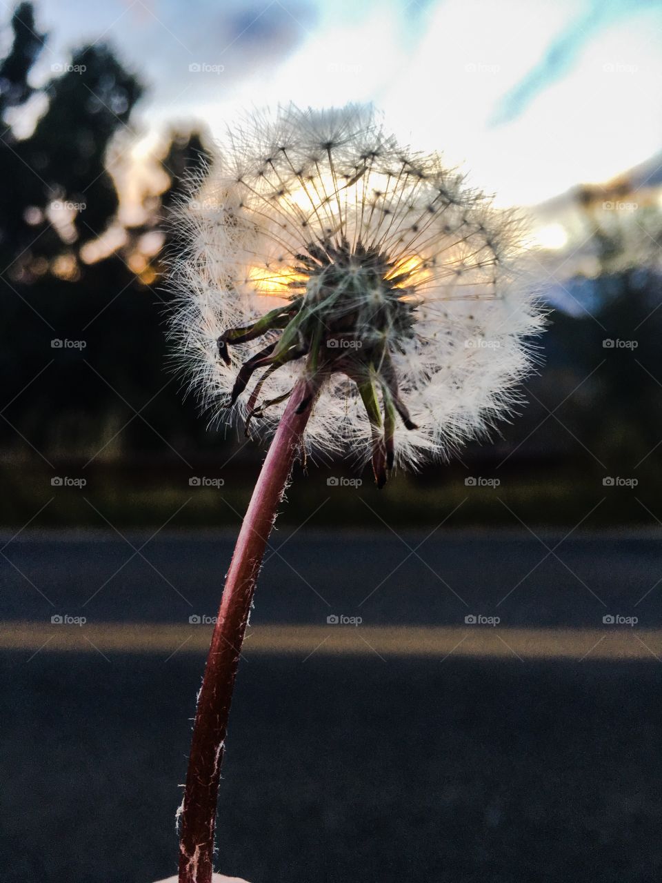 Dandelion 