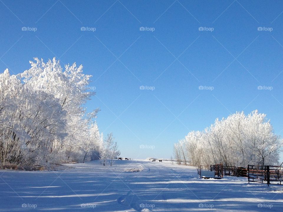 Prairie Winter Scene 