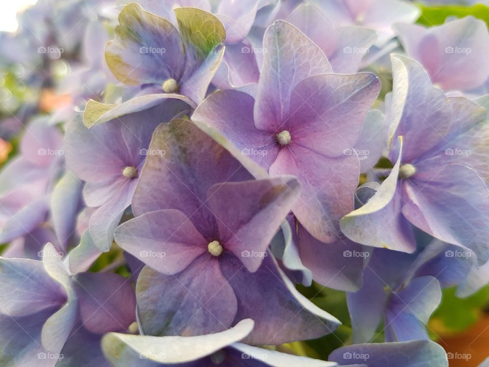 lilac flower close up.