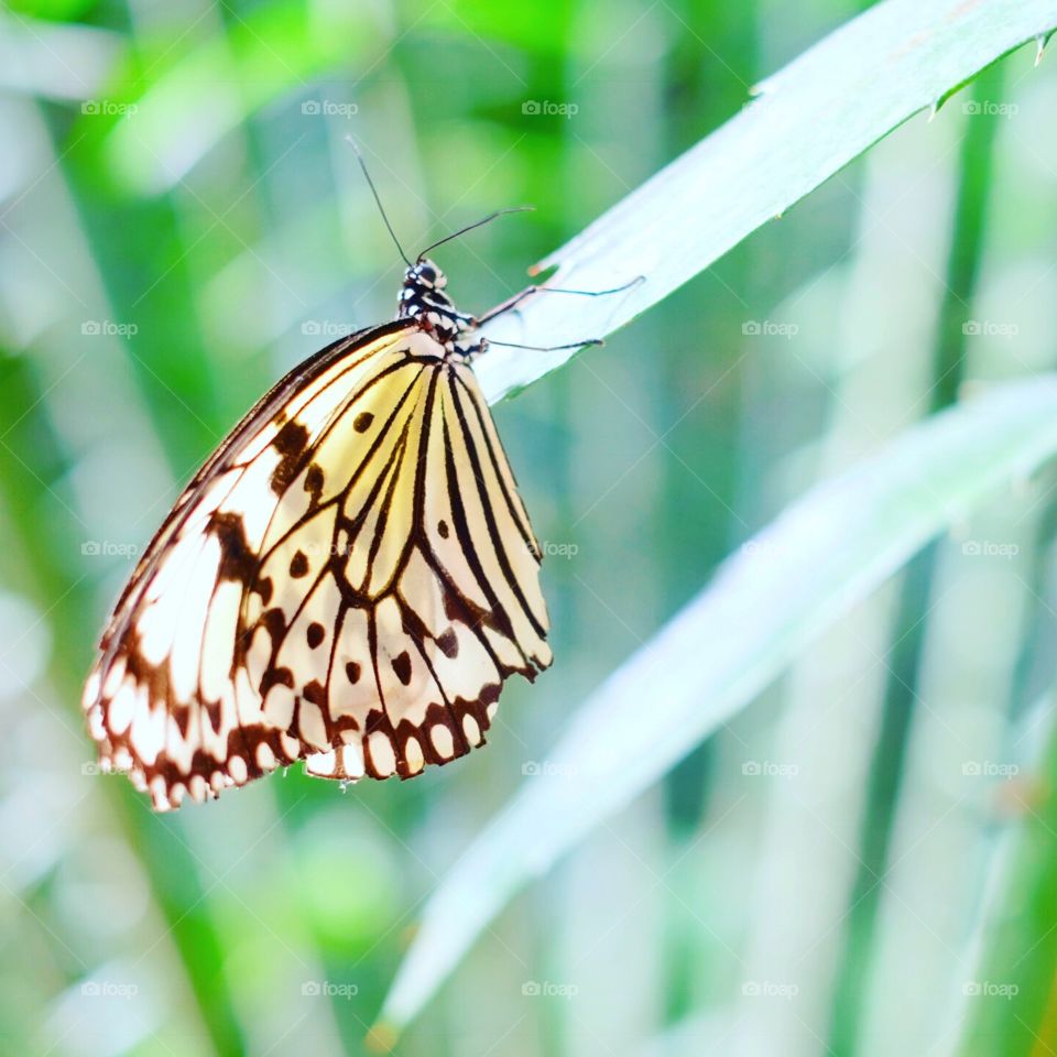 Zen butterfly 