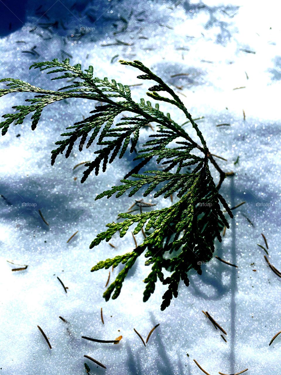 fir branch in the snow