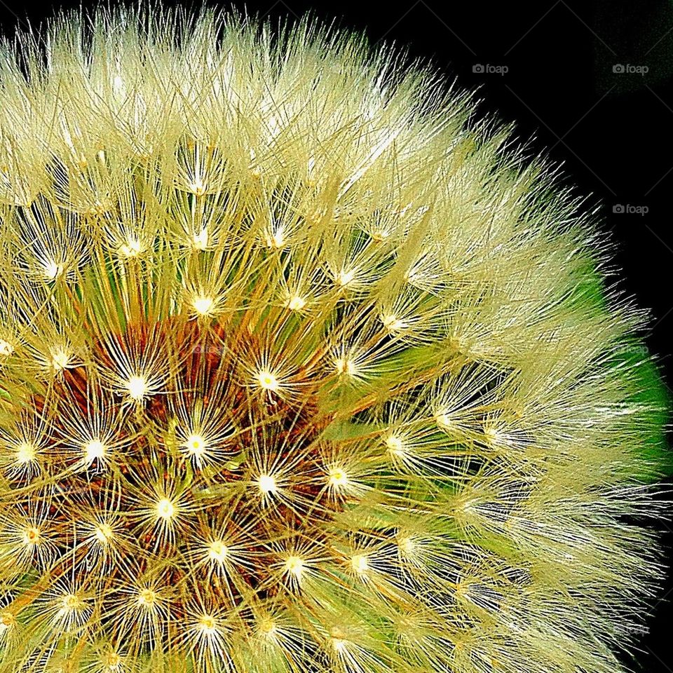Close up of Dandelion seed head