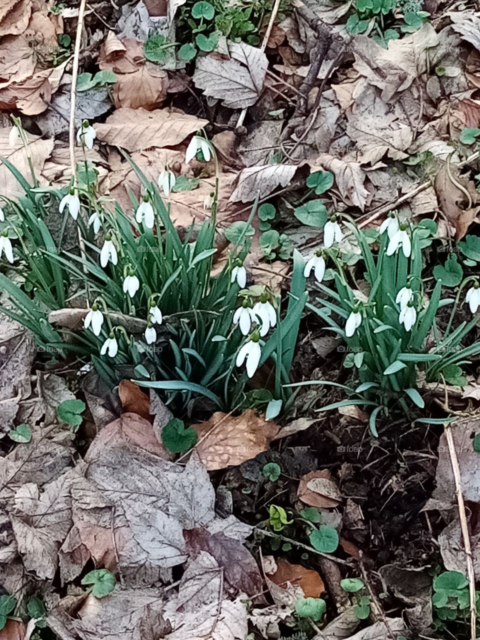Frühling