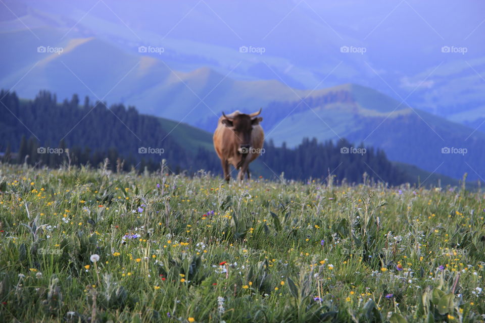 Cow & flower 