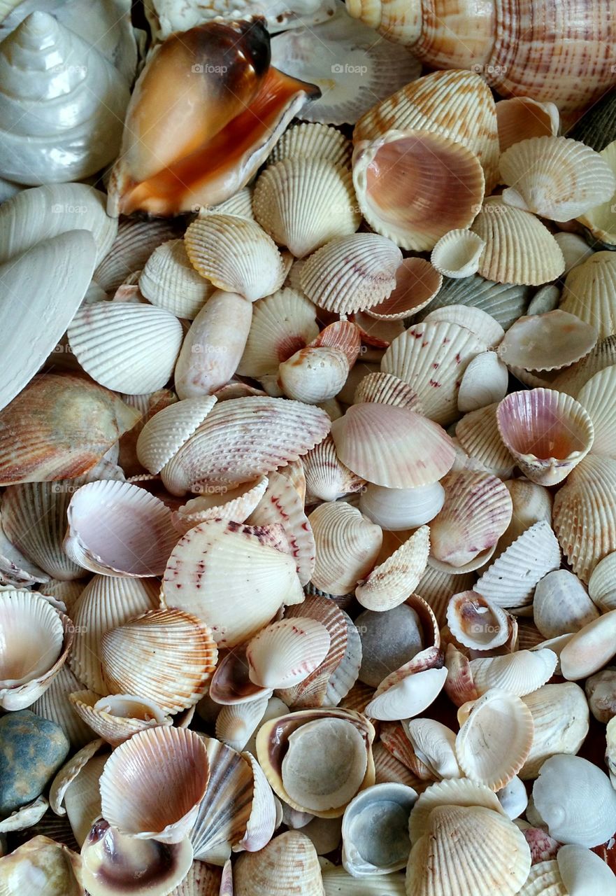 Shells