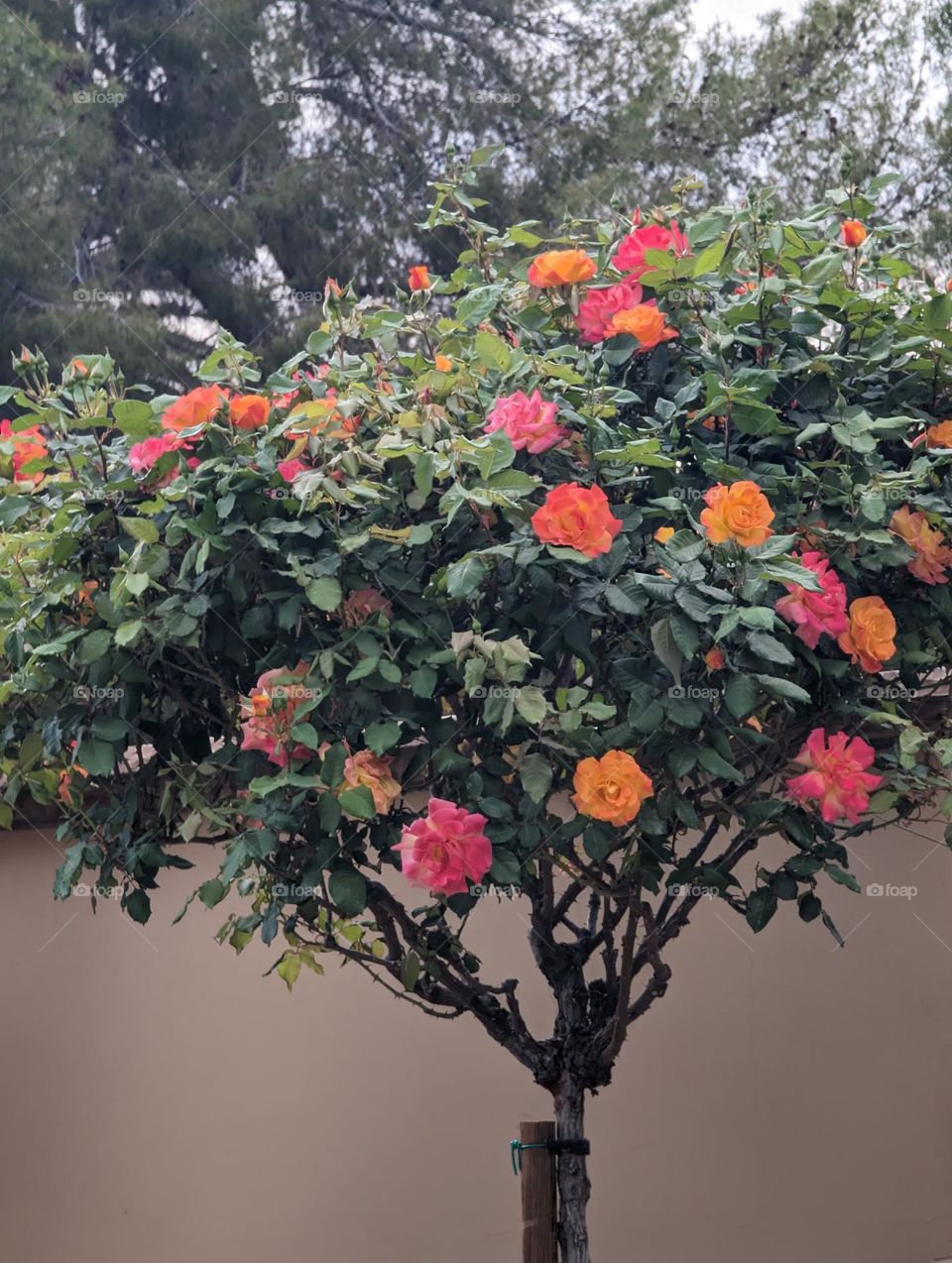 A Spring Garden of Roses in Las Vegas!