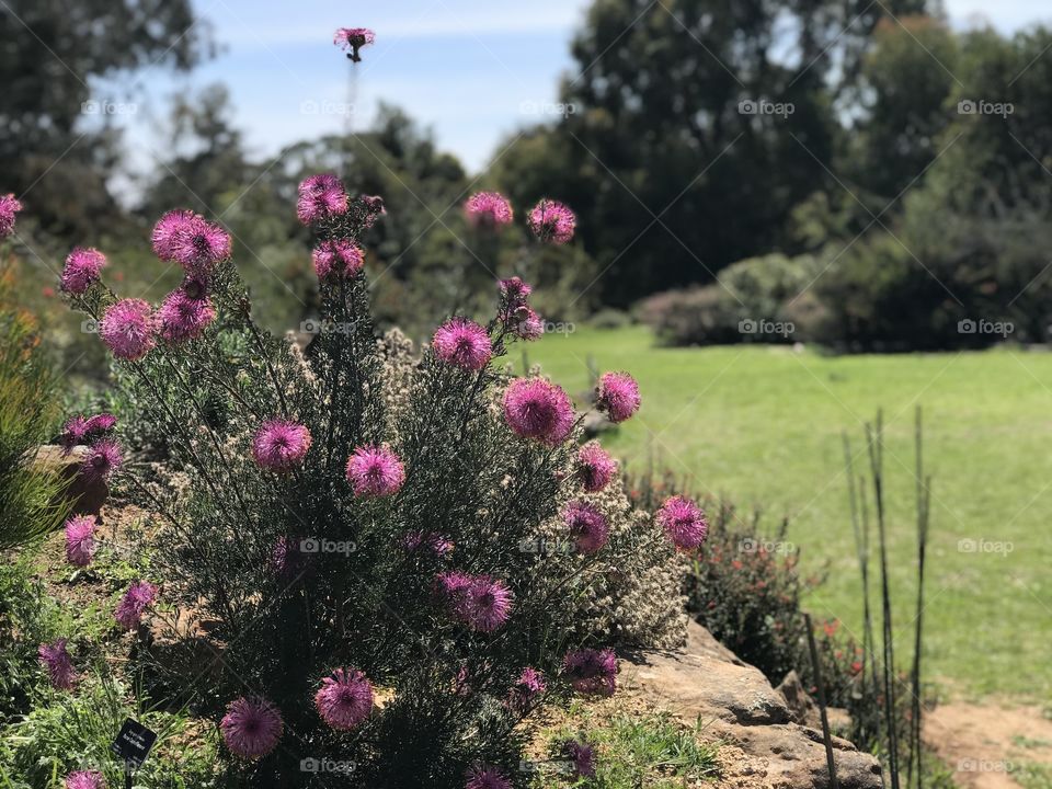 Spring Blossom