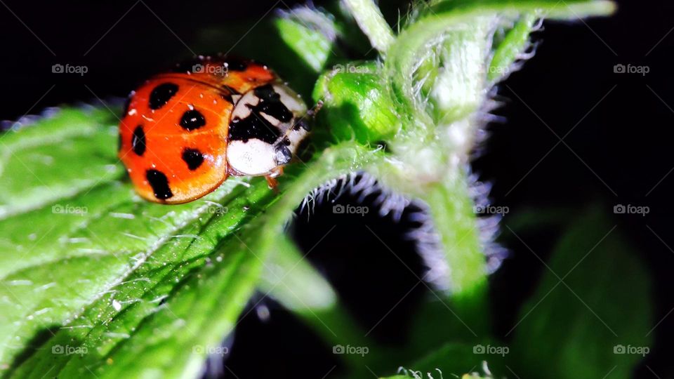 Lady bug on leaf