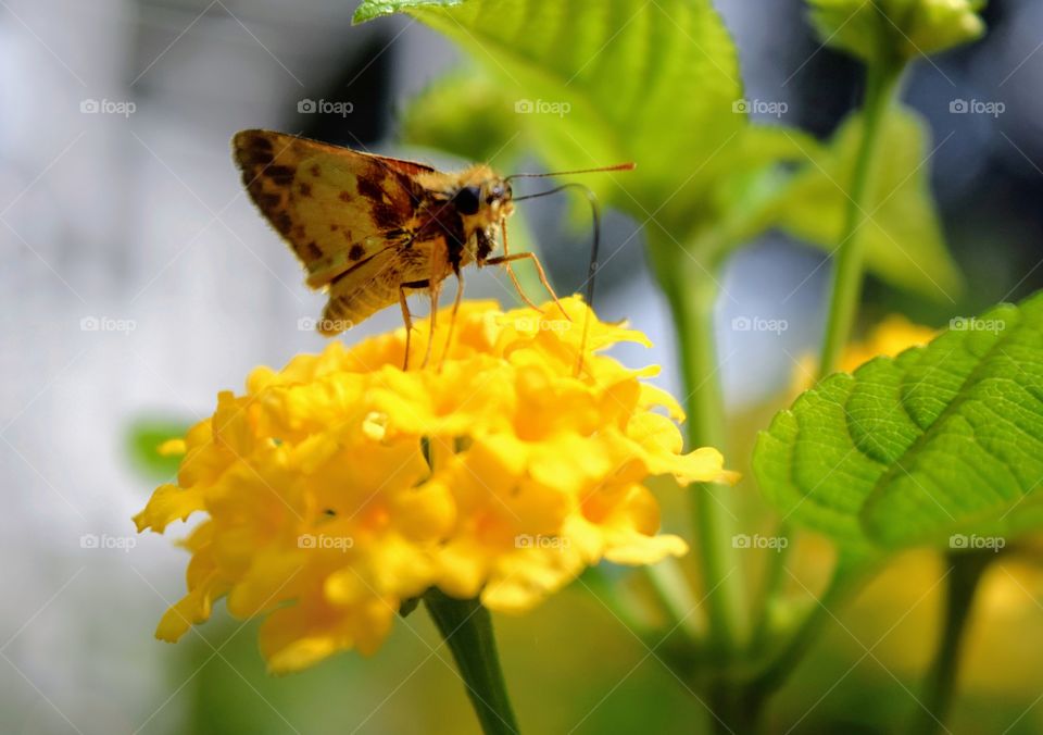 Visiting Flowers