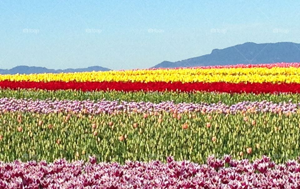 Tulip fields