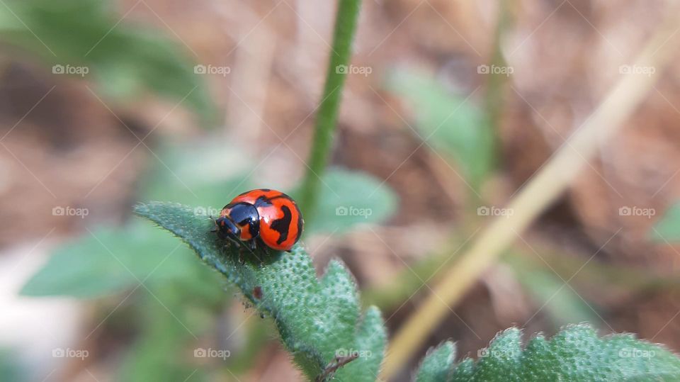 Macro shot of ladybug on the leaf