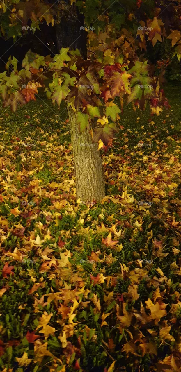 colored tree