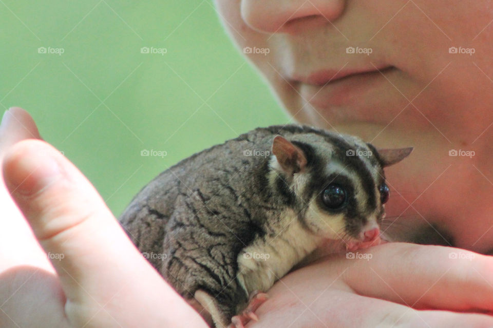 Framing: An adorable little Sugar Glider sits comfortably at the neck of a young man framed by the mans head & hands who gently ensures the animal is safe but doesn’t feel trapped. The marsupial felt content & sniffed & licked the young man’s hand. 