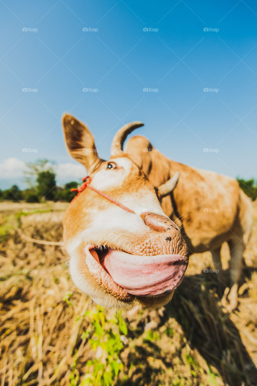 Cows are in the fields and is sticking his tongue