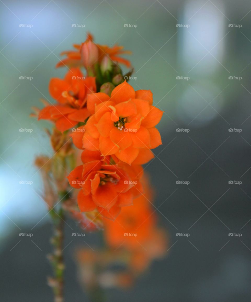 No Person, Flower, Nature, Leaf, Outdoors