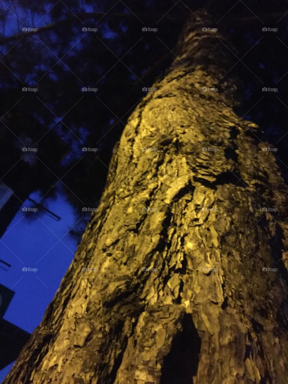 Baum 