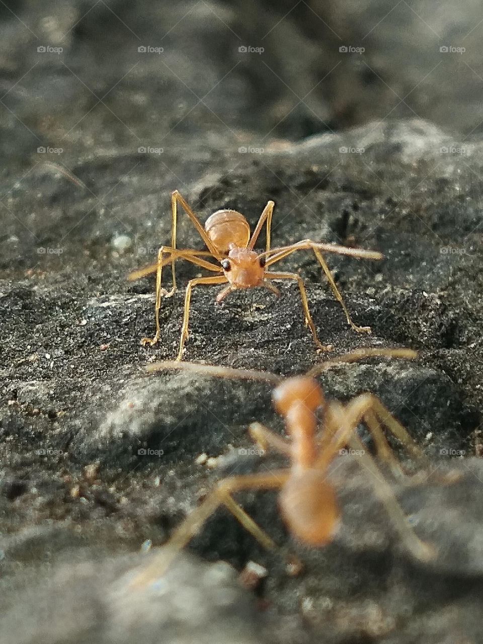 Ant