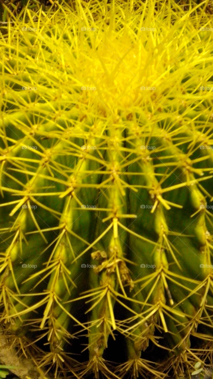 cactus . nature's adventure