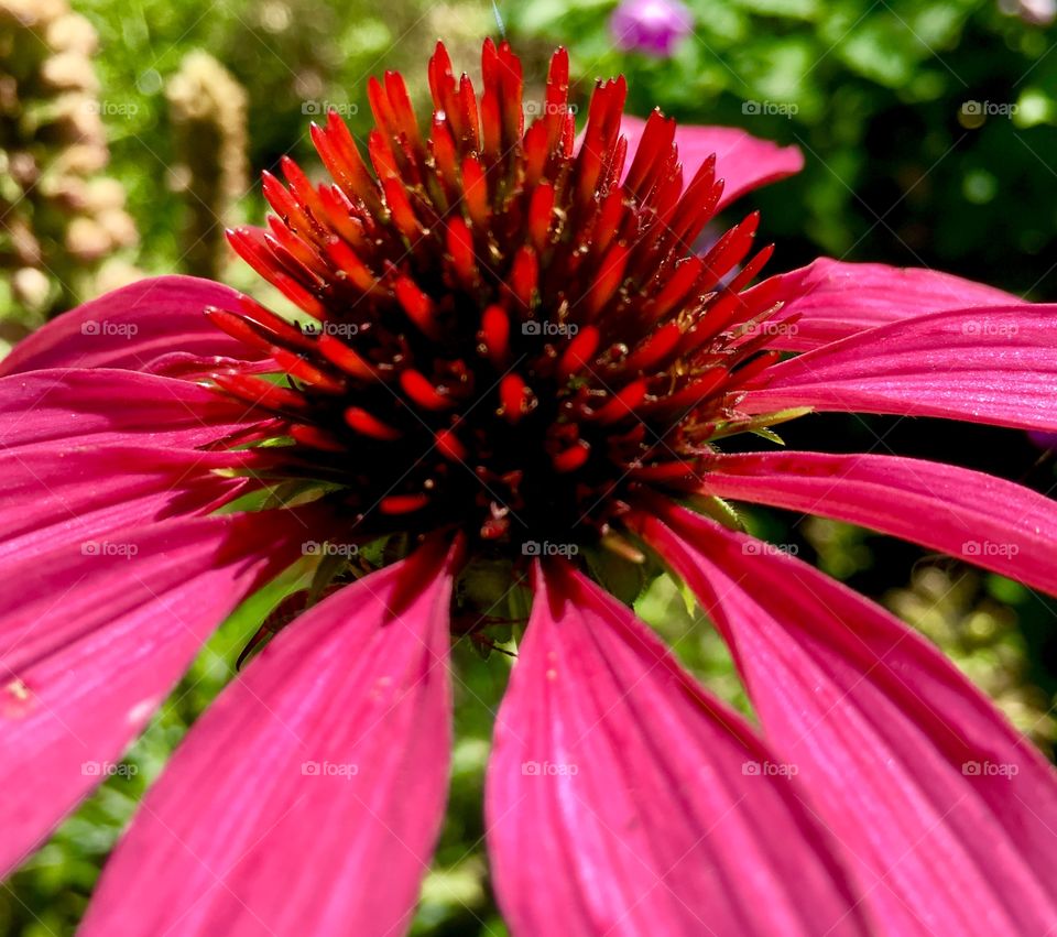 Beautiful coneflower 