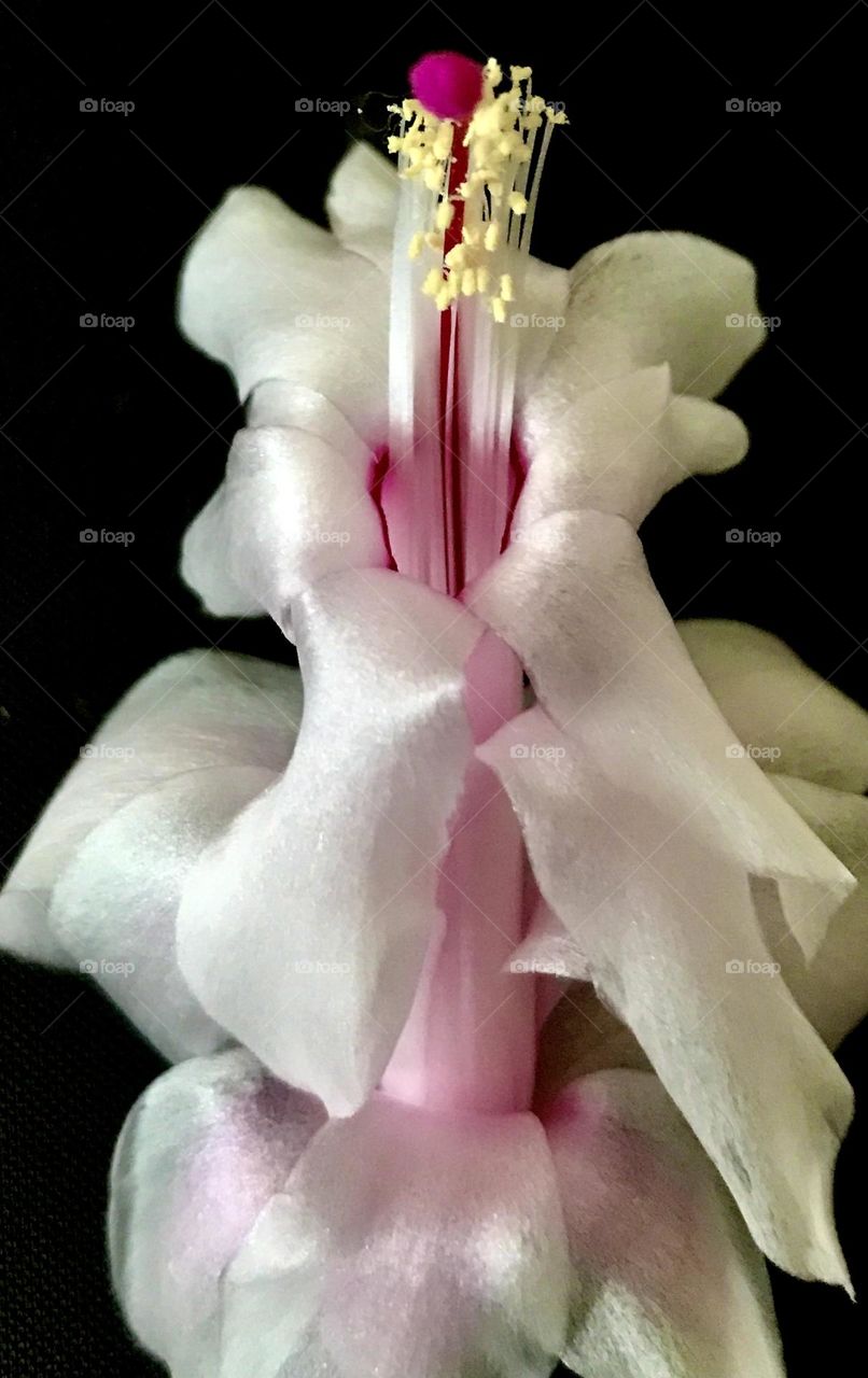 Schlumbergera truncata blossom