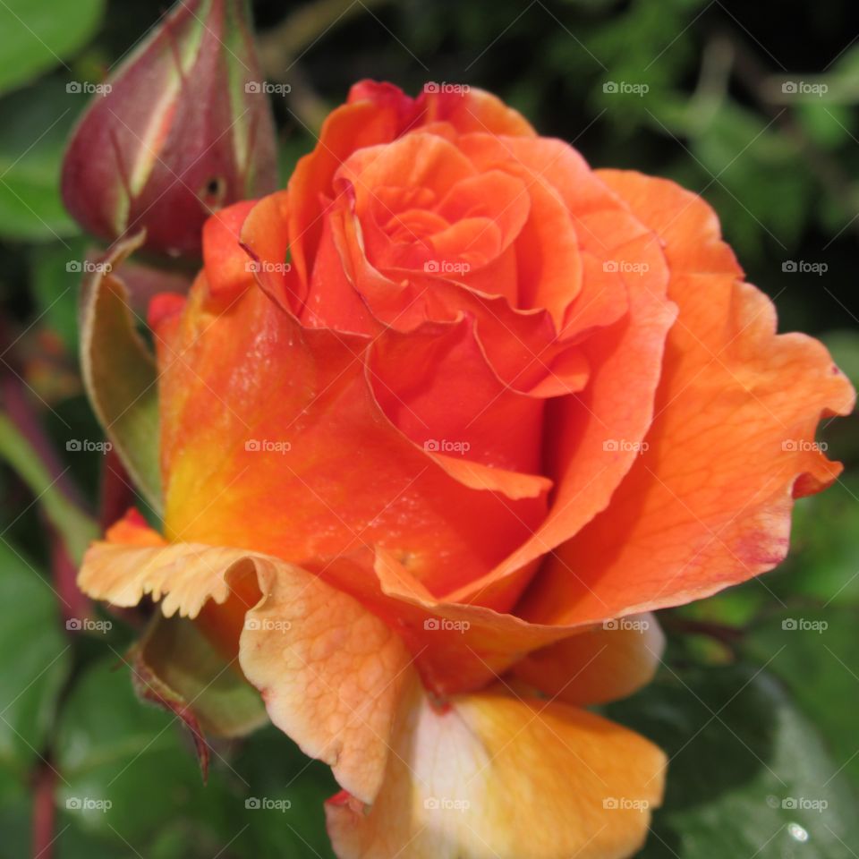 Bright orange rose