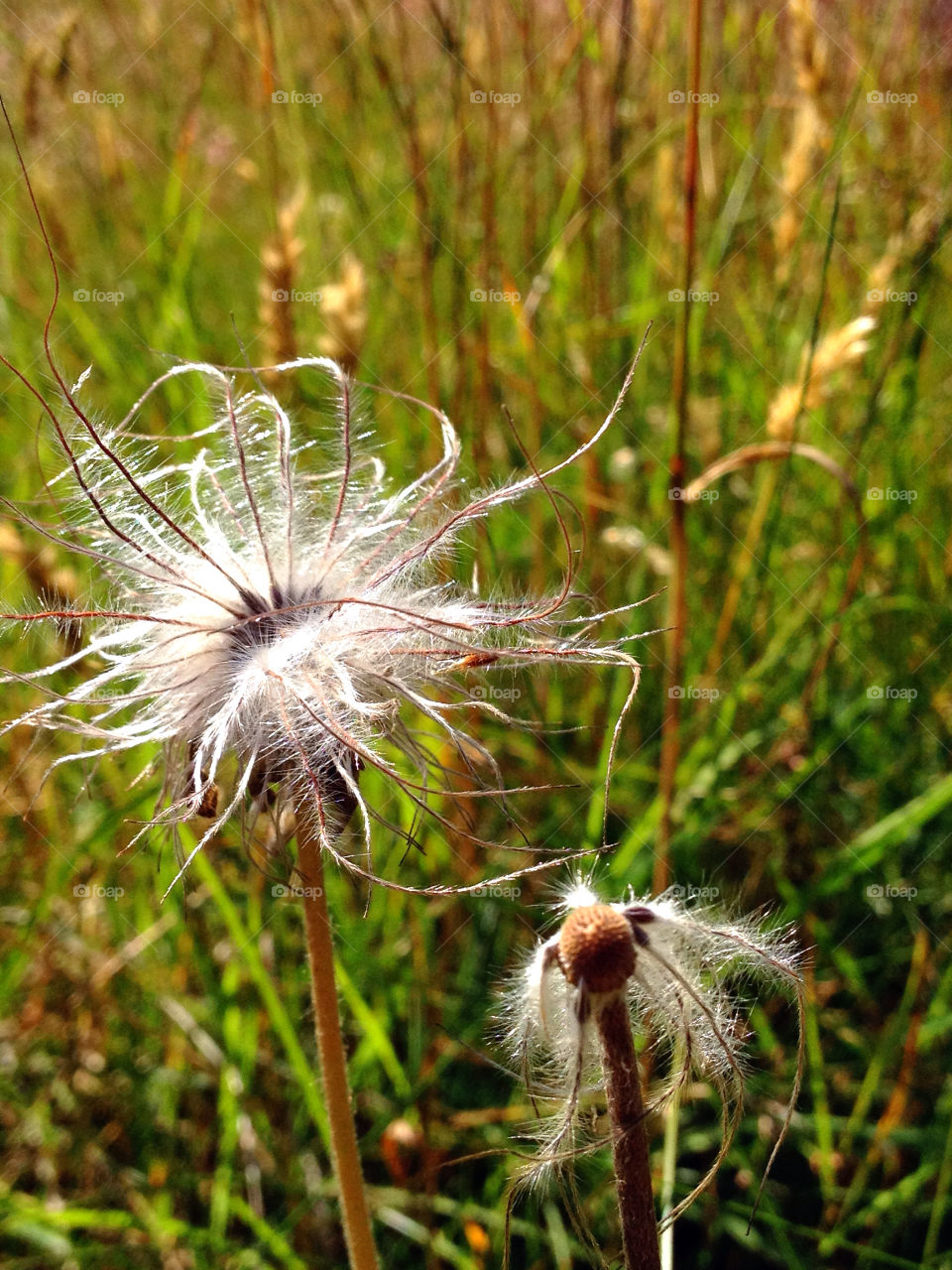 dandelion autumn maskros höst by elluca