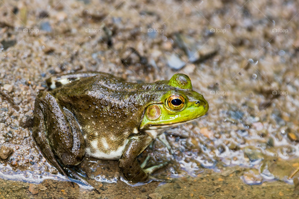 Frog Sitting In The Mud