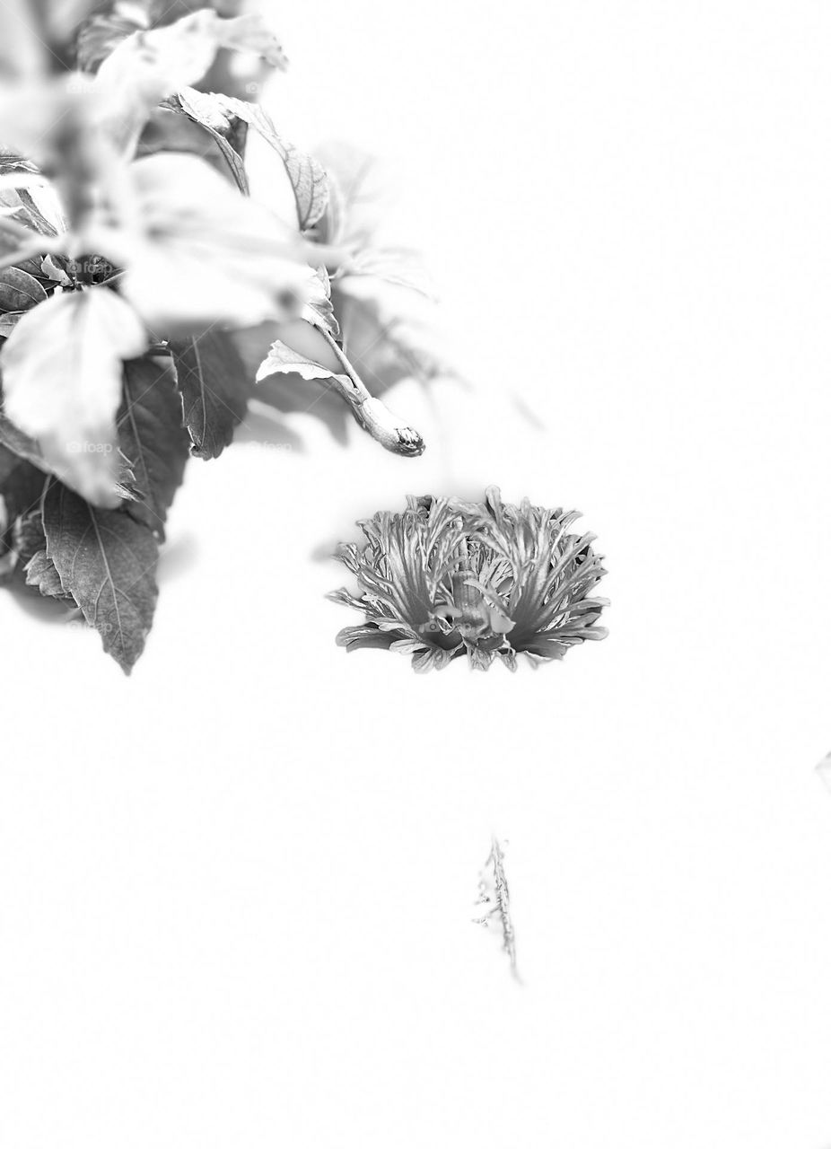 Hibiscus flower - Floral photography 