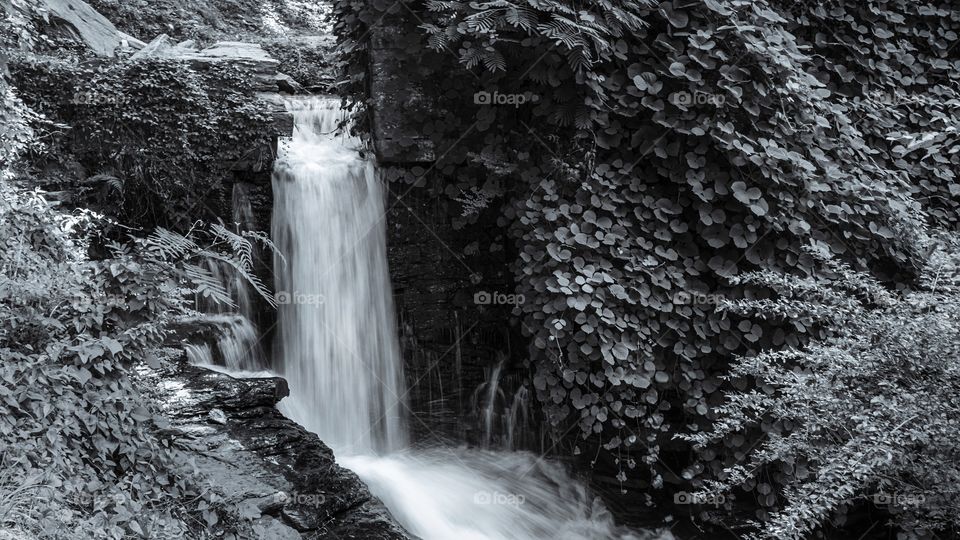 B&W Waterfall n Woods