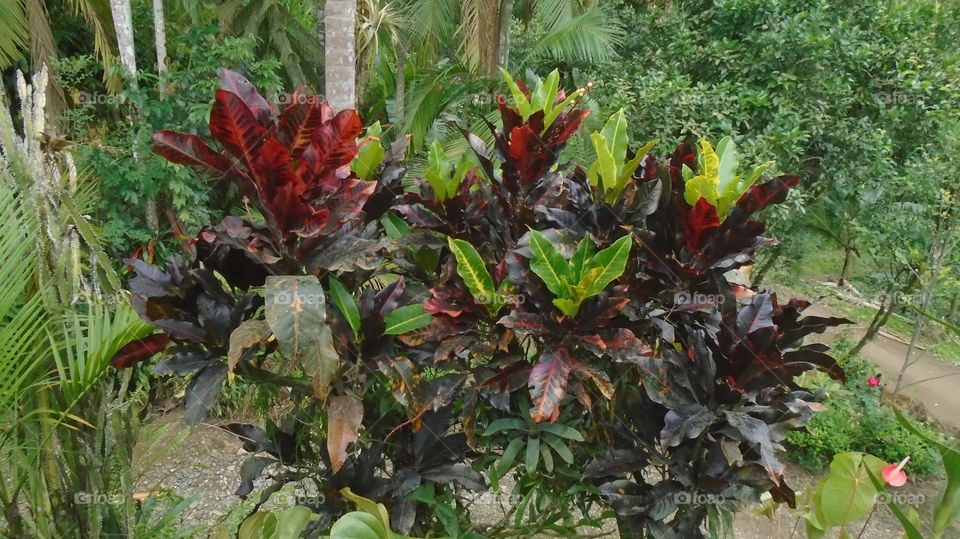 ENVIRONMENT BOTANICAL LANDSCAPE NATURE