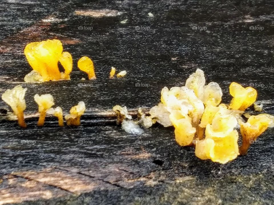 yellow fungus on wet wood