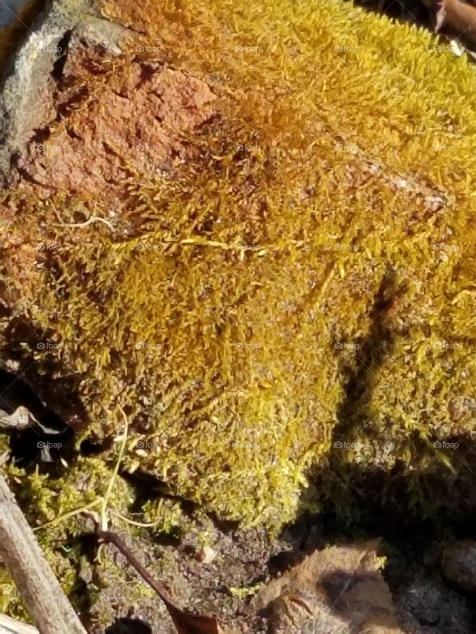 Moss